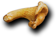 Catering Services in Borivali