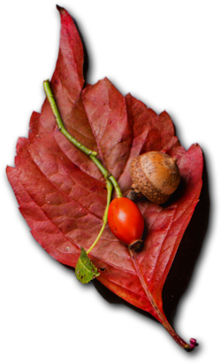 Catering Services in Borivali