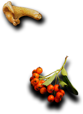 Catering Services in Borivali